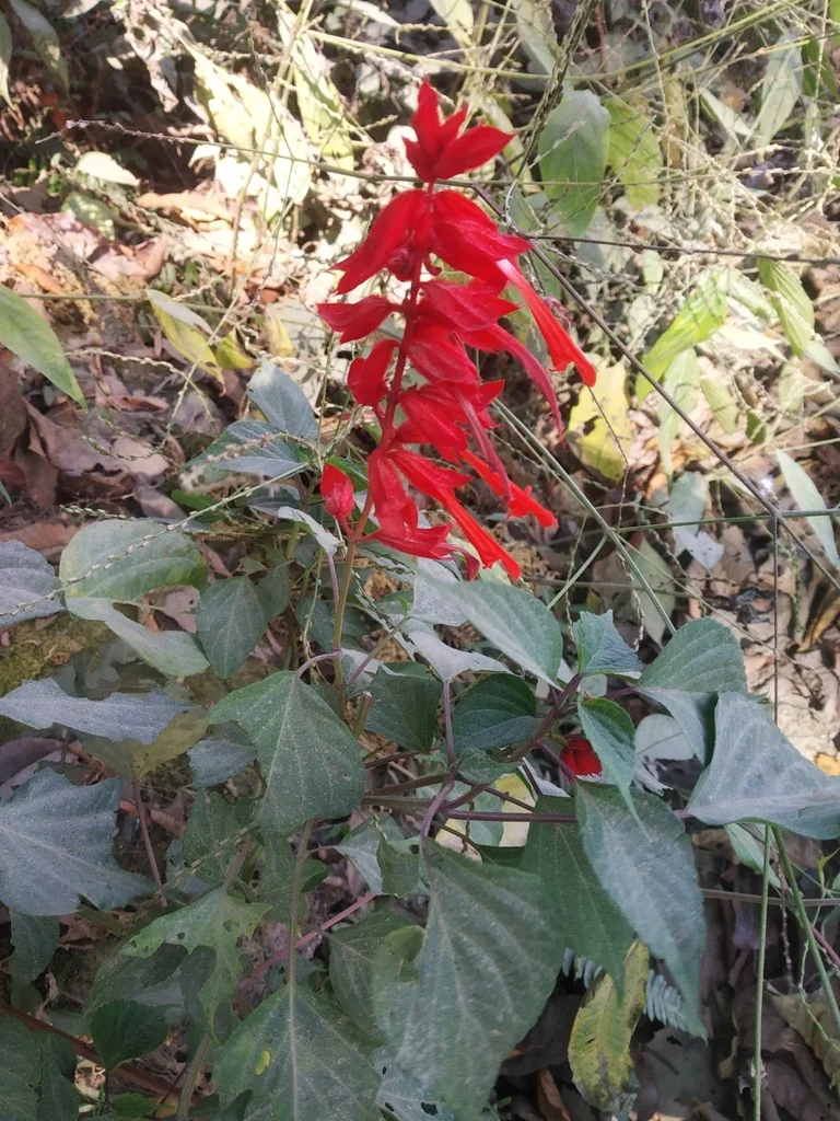 Salvia Splendens