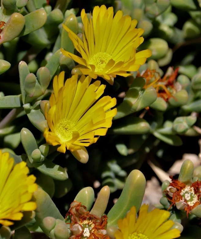 Malephora Lutea