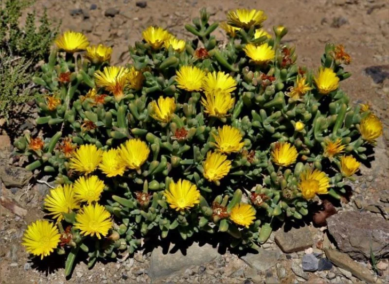 Malephora Lutea