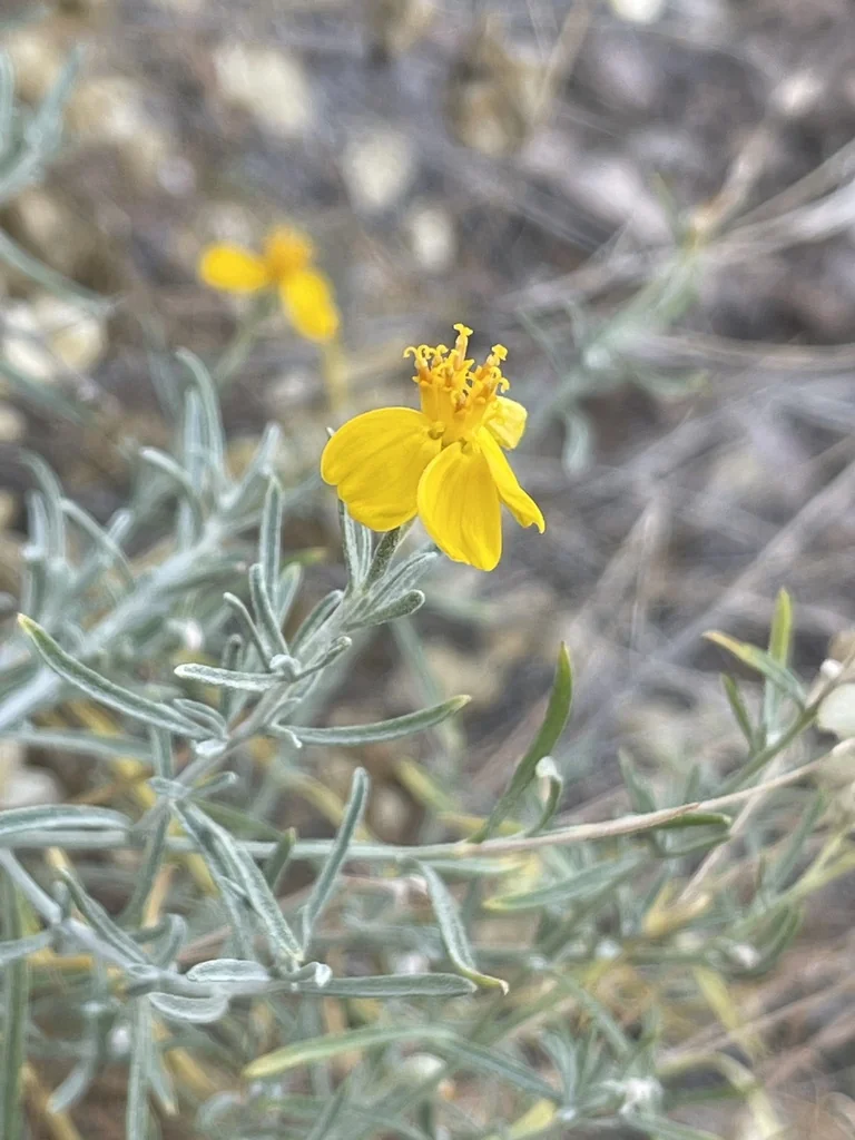 Psilostrophe Cooperi