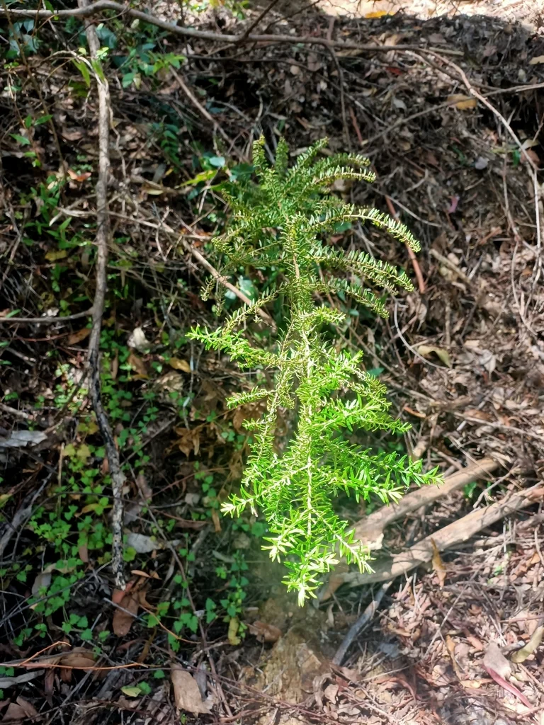 Ozothamnus Diosmifolius