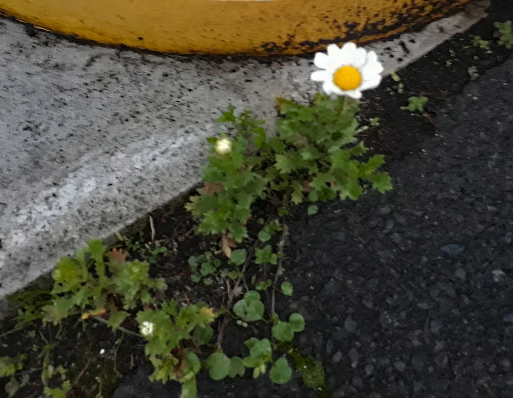 Chrysanthemum Paludosum