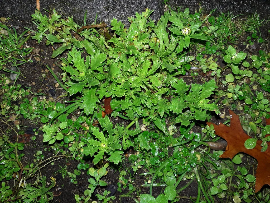 Chrysanthemum Paludosum