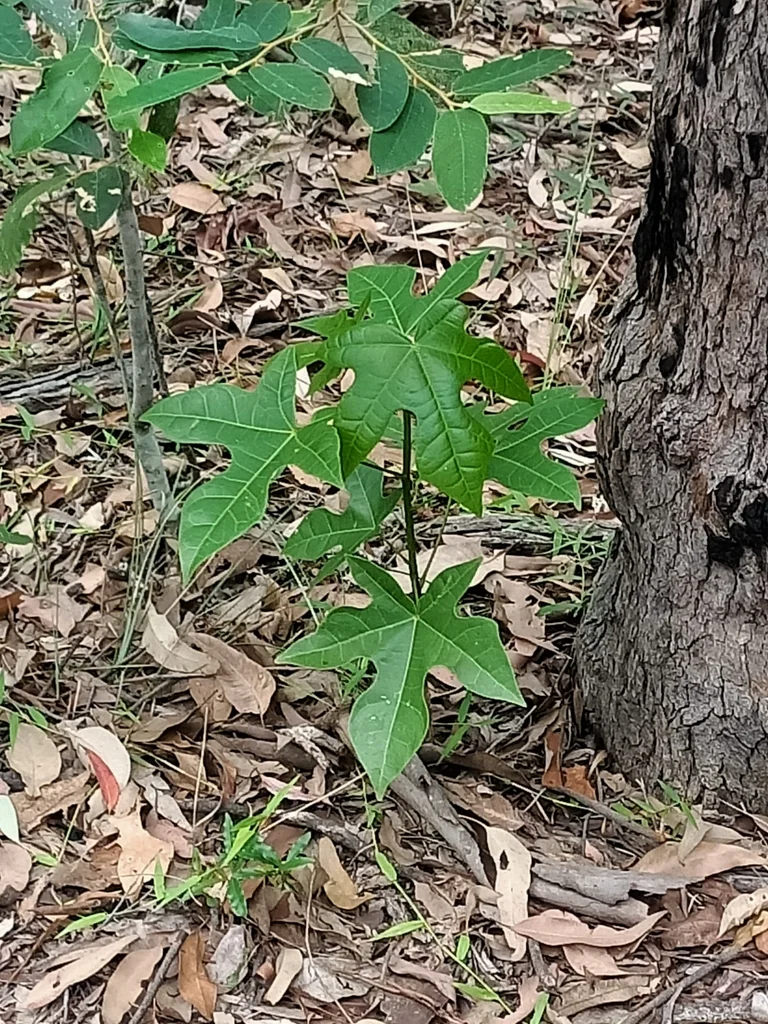 Brachychiton Acerifolius