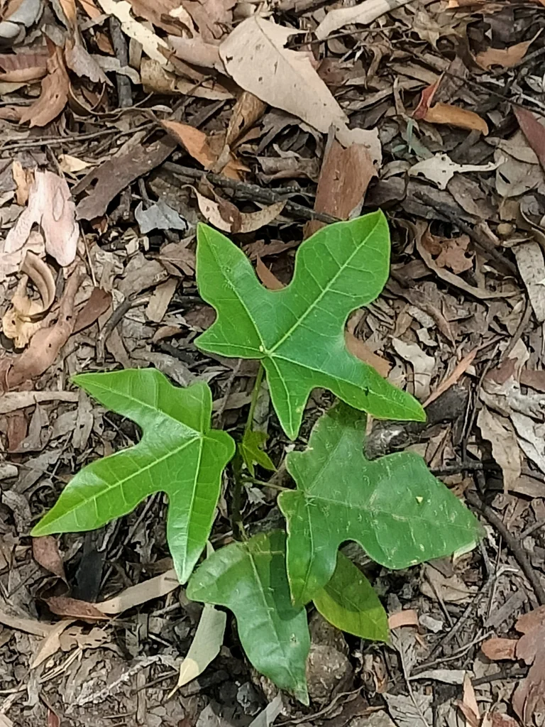 Brachychiton Acerifolius