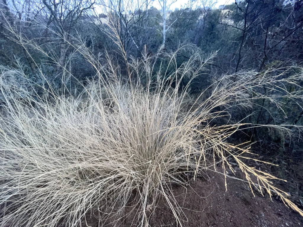 Sporobolus Wrightii