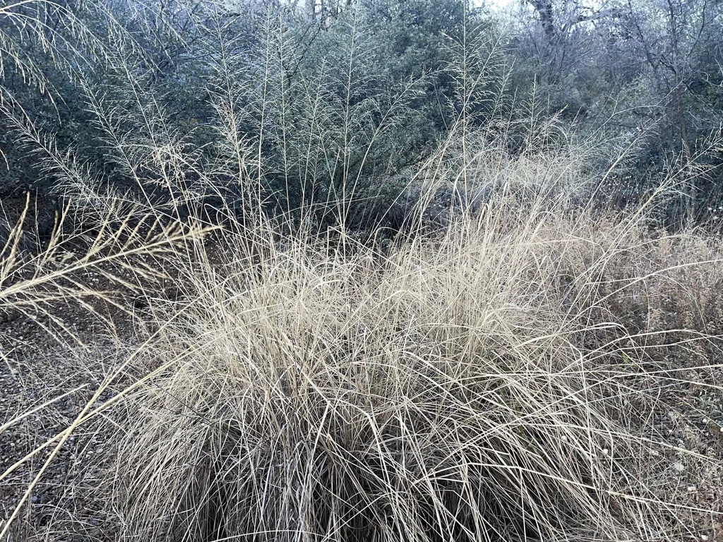 Sporobolus Wrightii