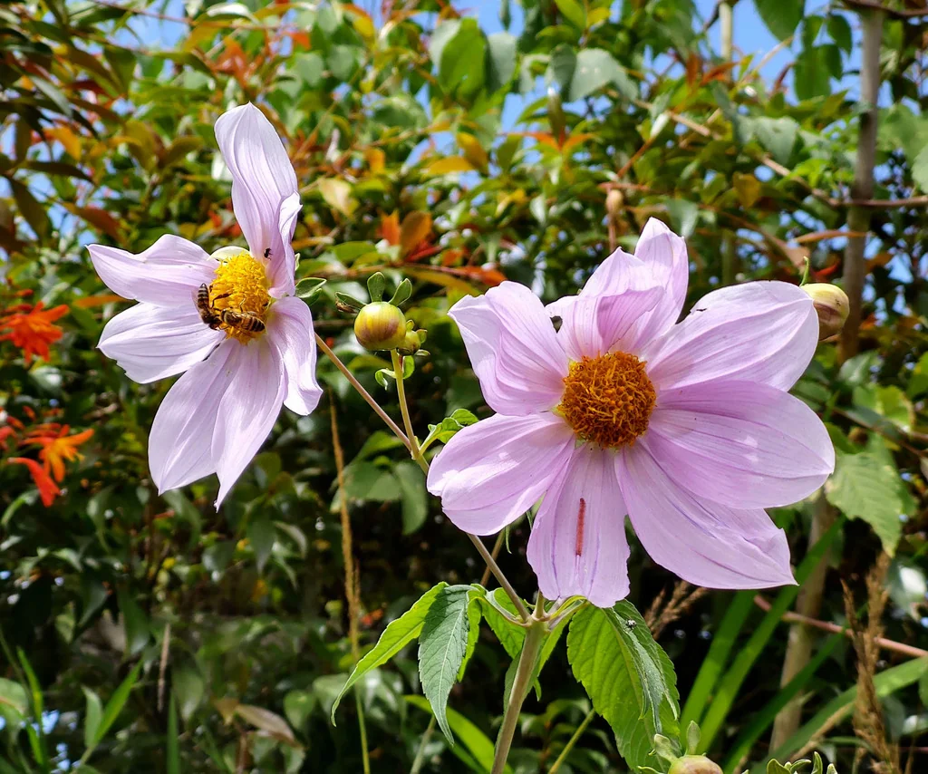 Dahlia Imperialis