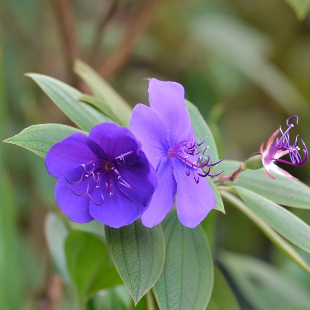 Tibouchina Urvilleana