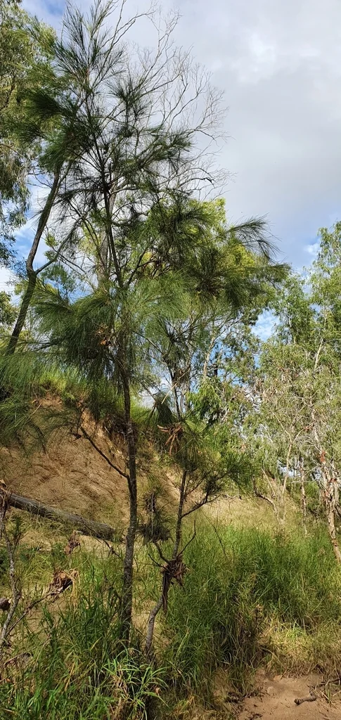 Casuarina Cunninghamiana