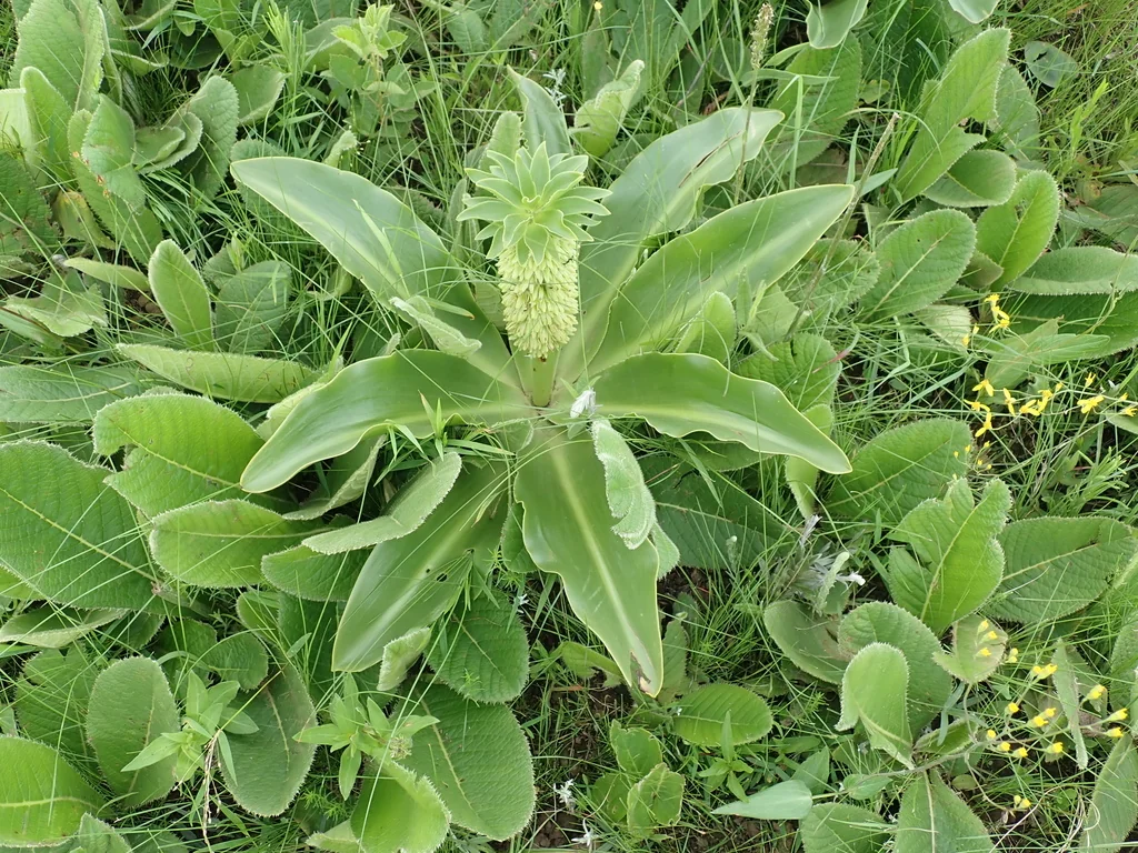 Eucomis Autumnalis