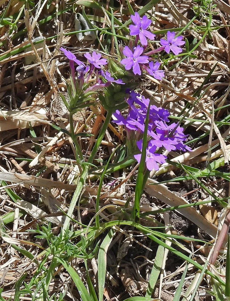 Glandularia Pulchella