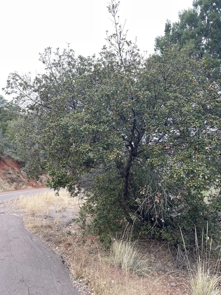 Quercus Rugosa