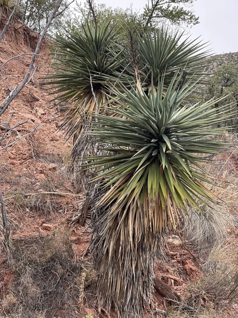 Yucca Schottii