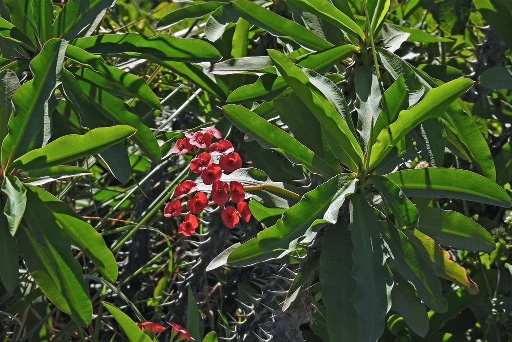 Euphorbia Milii