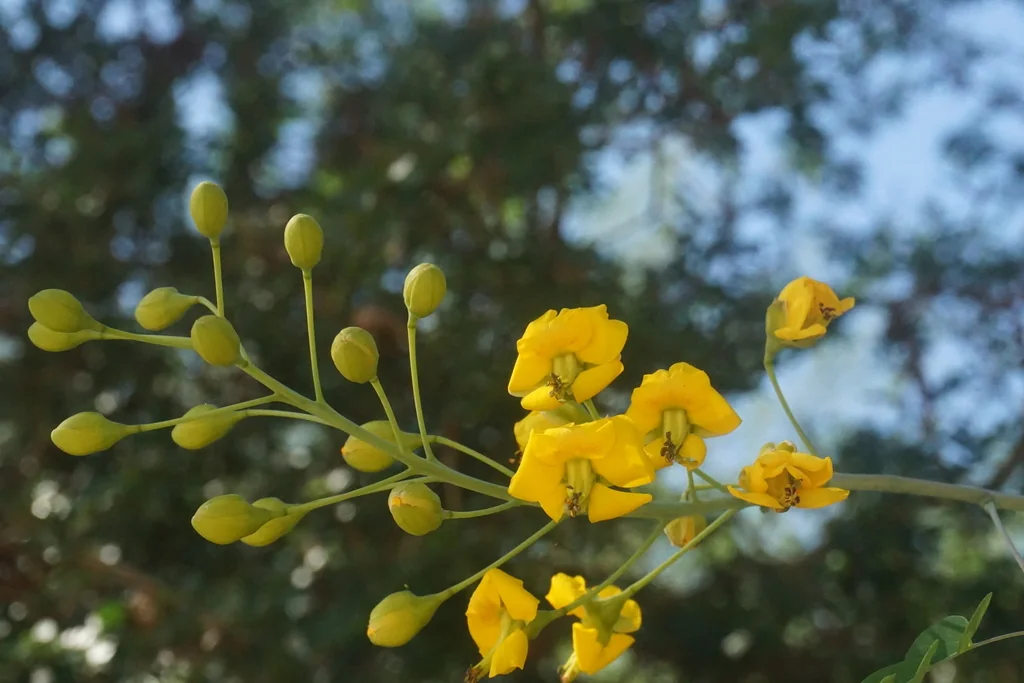 Caesalpinia Mexicana