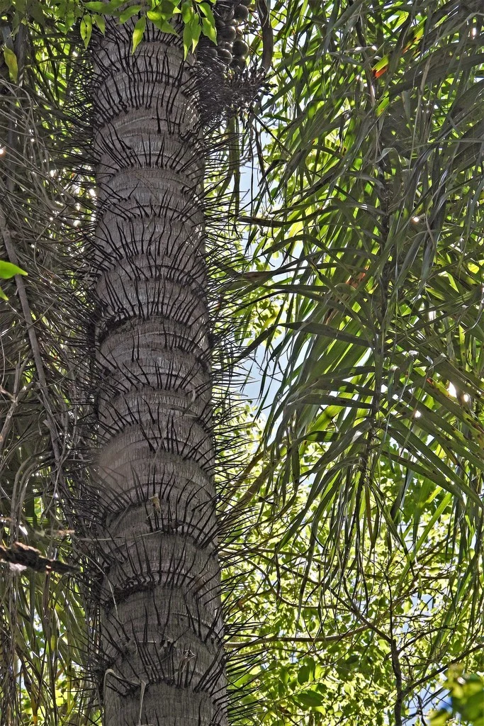 Acrocomia Totai