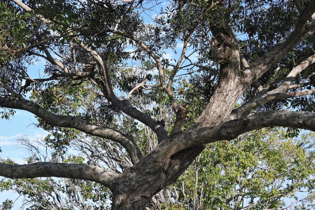 Handroanthus Heptaphyllus