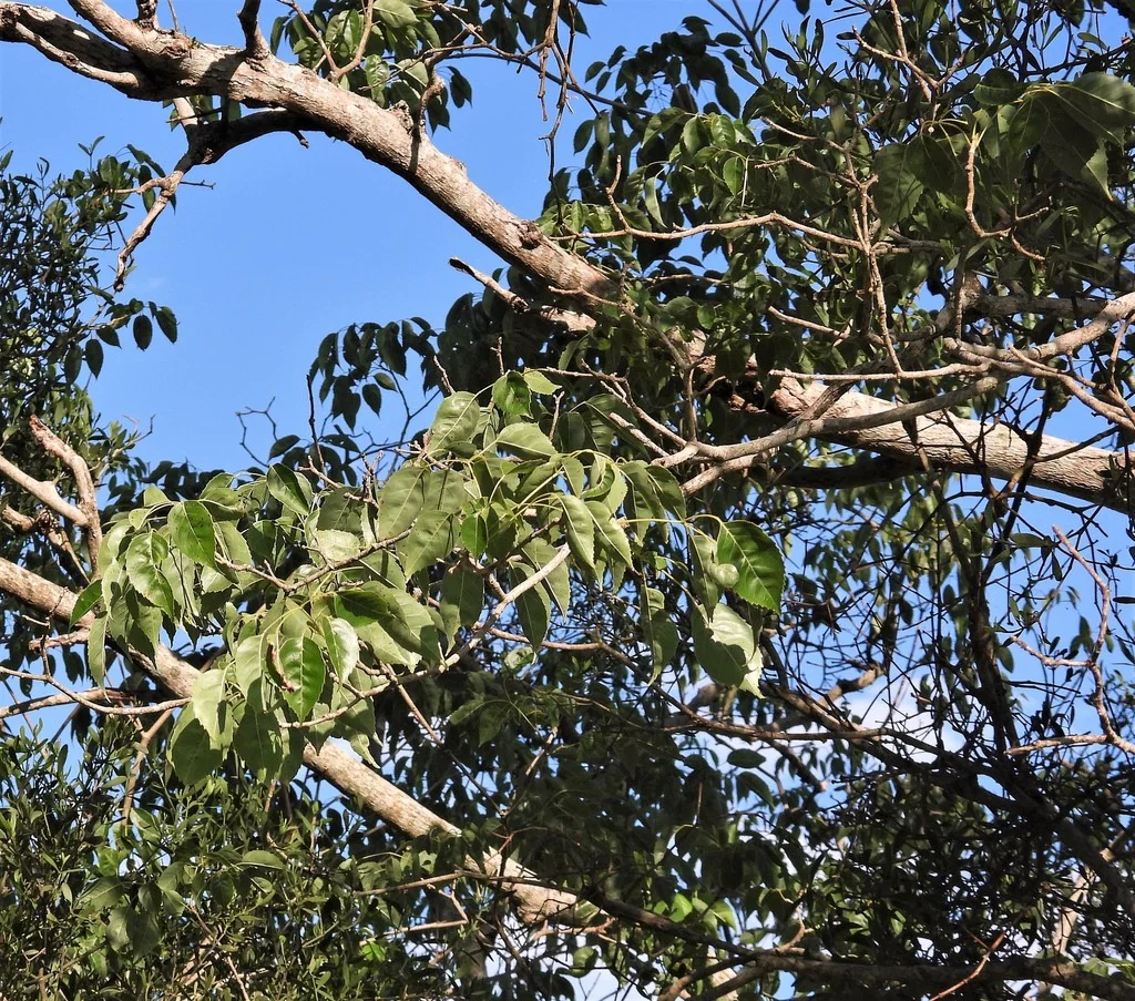 Handroanthus Heptaphyllus