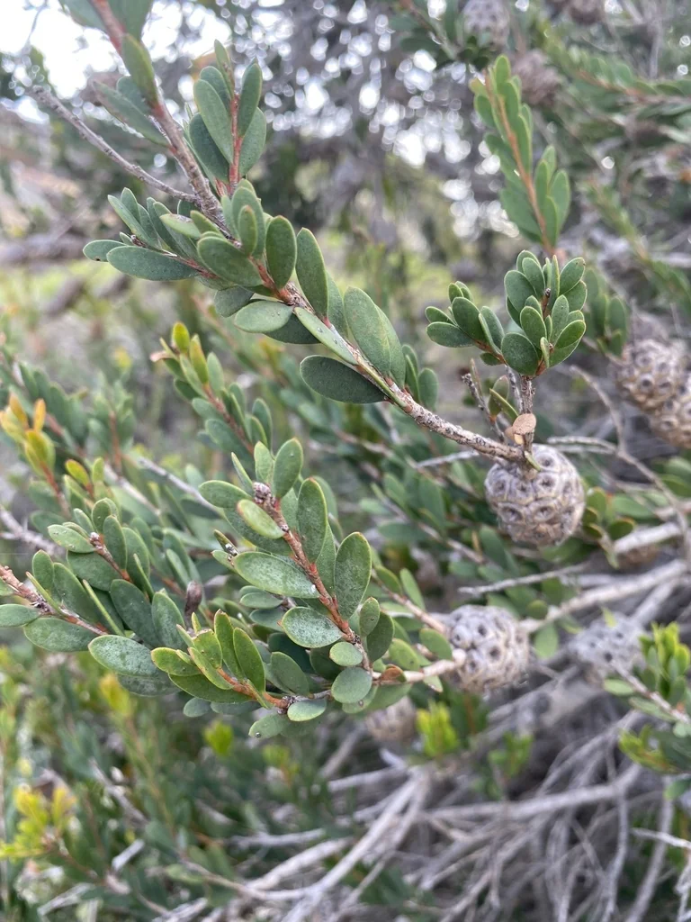 Melaleuca Nesophila