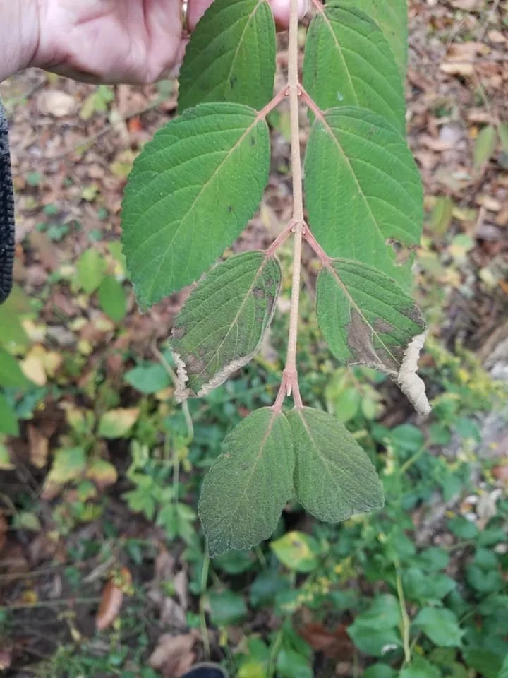 Viburnum Plicatum Tomentosum