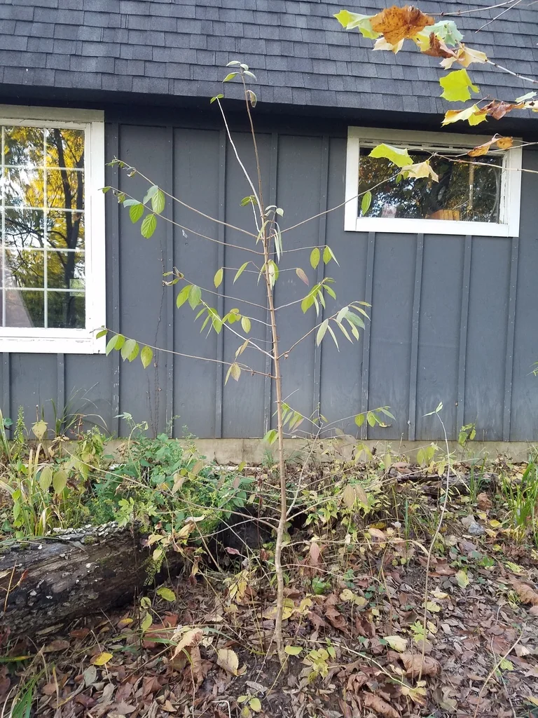 Viburnum Plicatum Tomentosum
