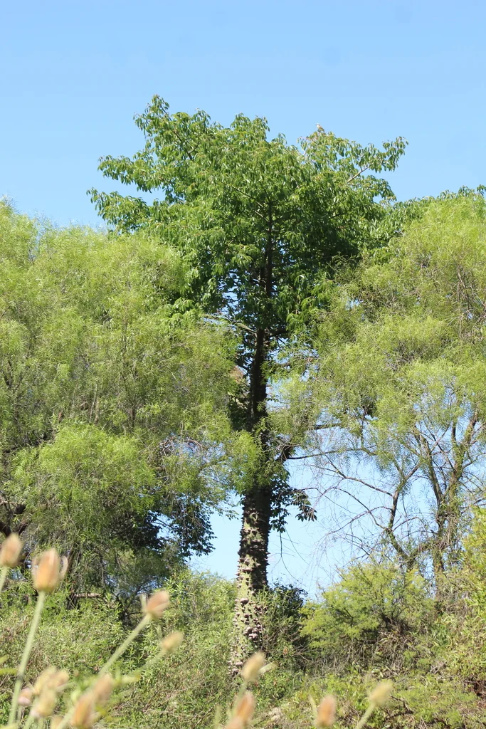 Ceiba Speciosa