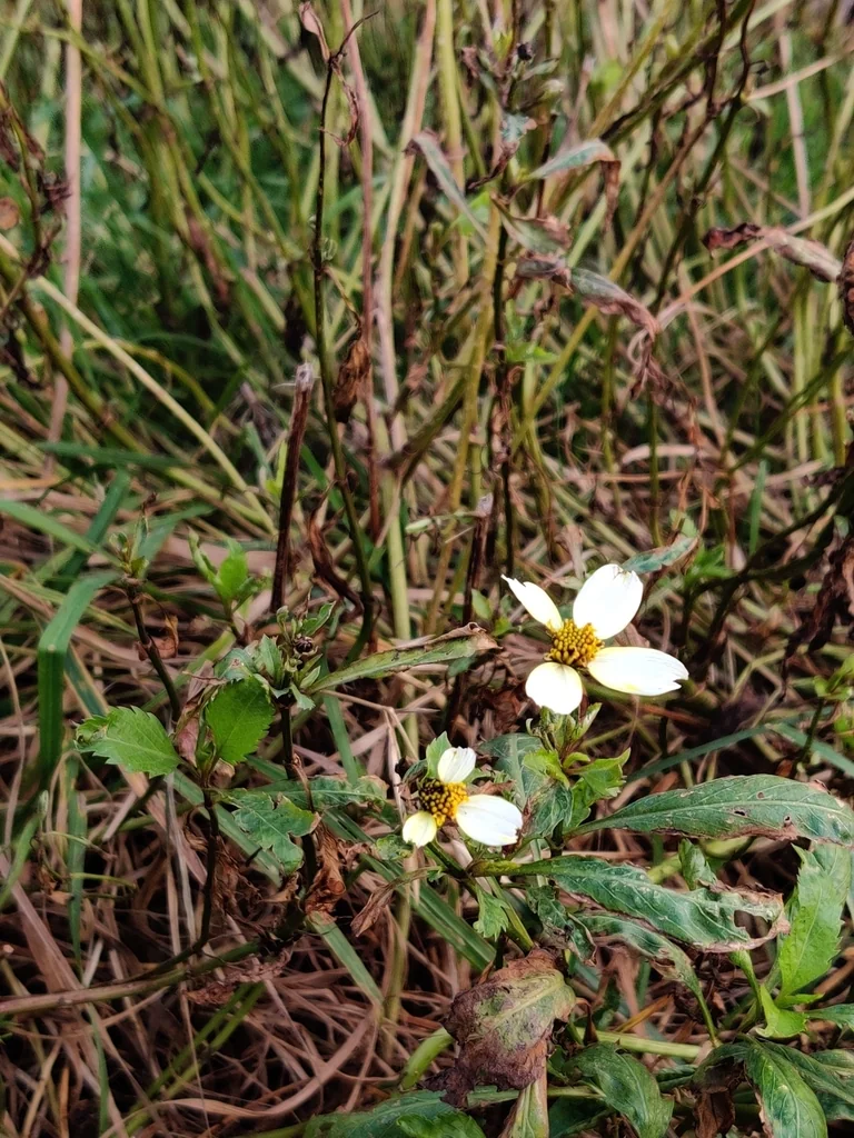 Bidens ferulifolia