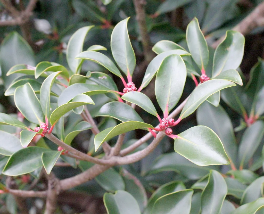 Ternstroemia Gymnanthera