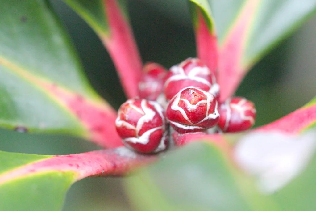 Ternstroemia Gymnanthera