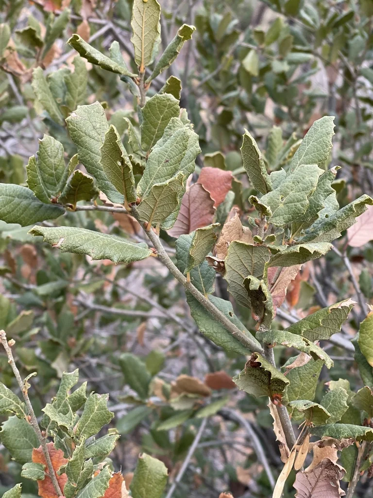 Quercus Rugosa