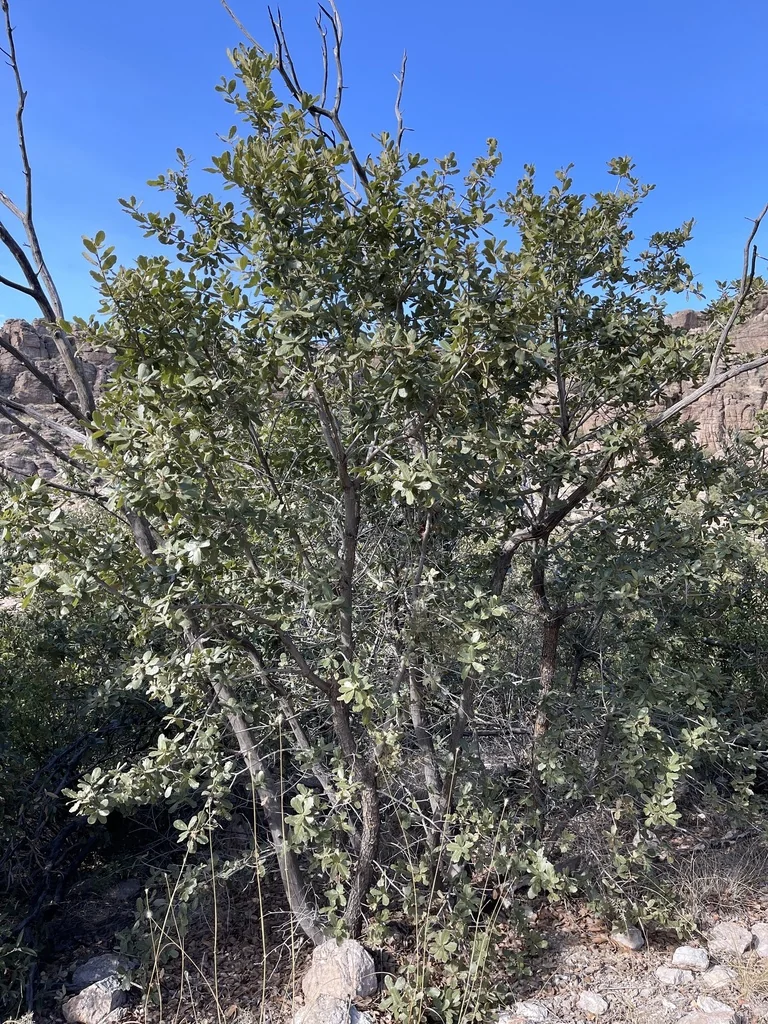 Quercus Rugosa