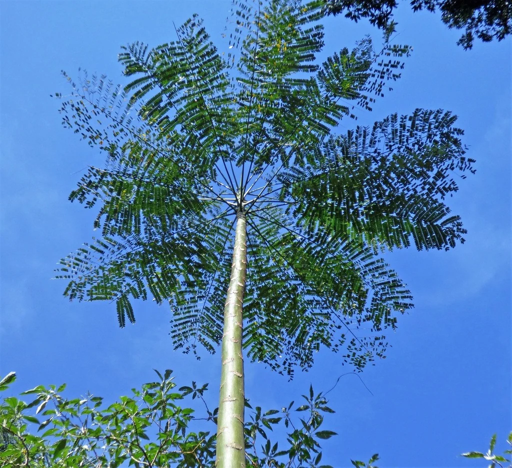 Schizolobium Parahyba