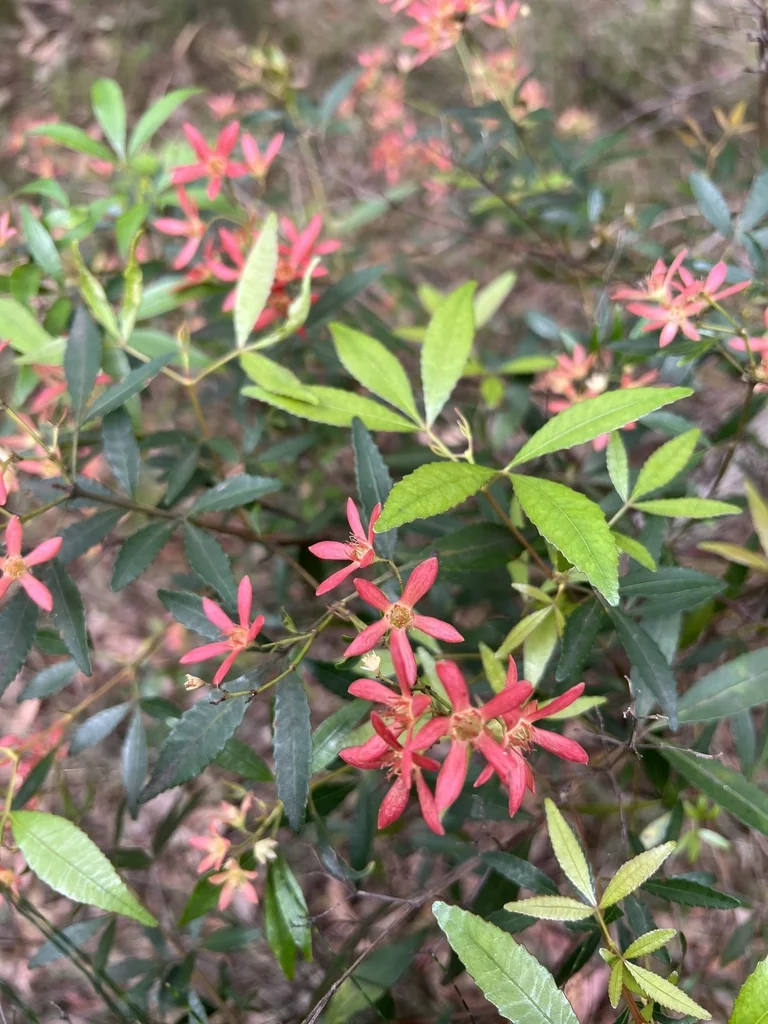 Ceratopetalum Gummiferum