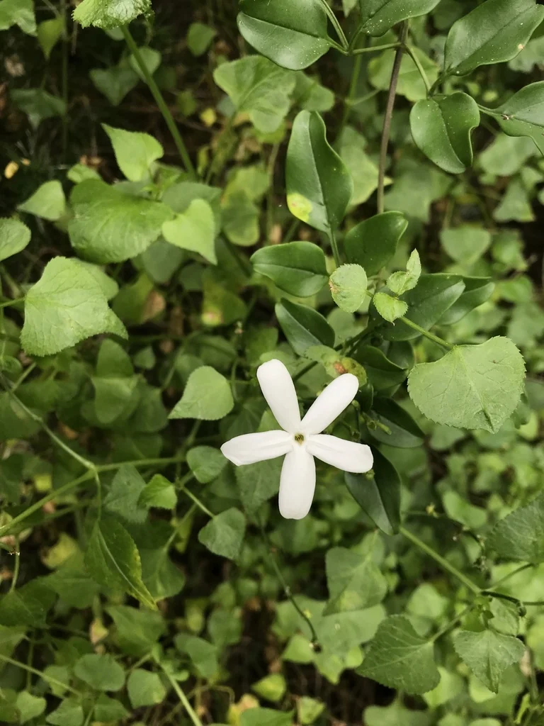 Jasminum Angulare
