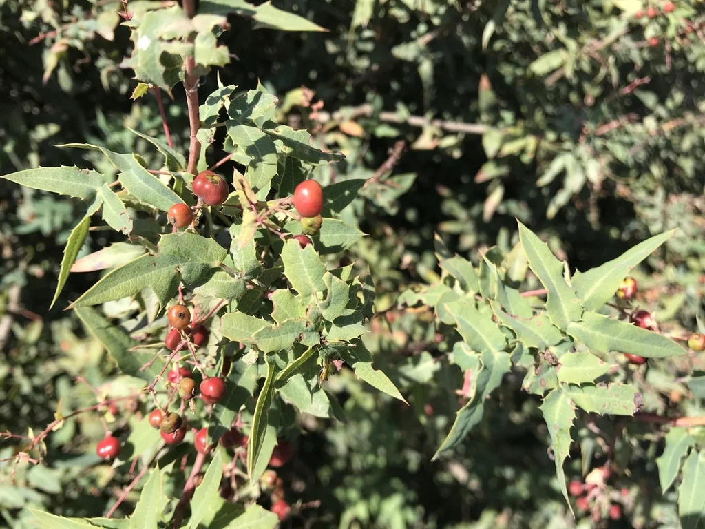 Berberis Nevinii