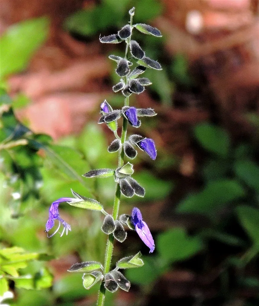 Salvia Guaranitica