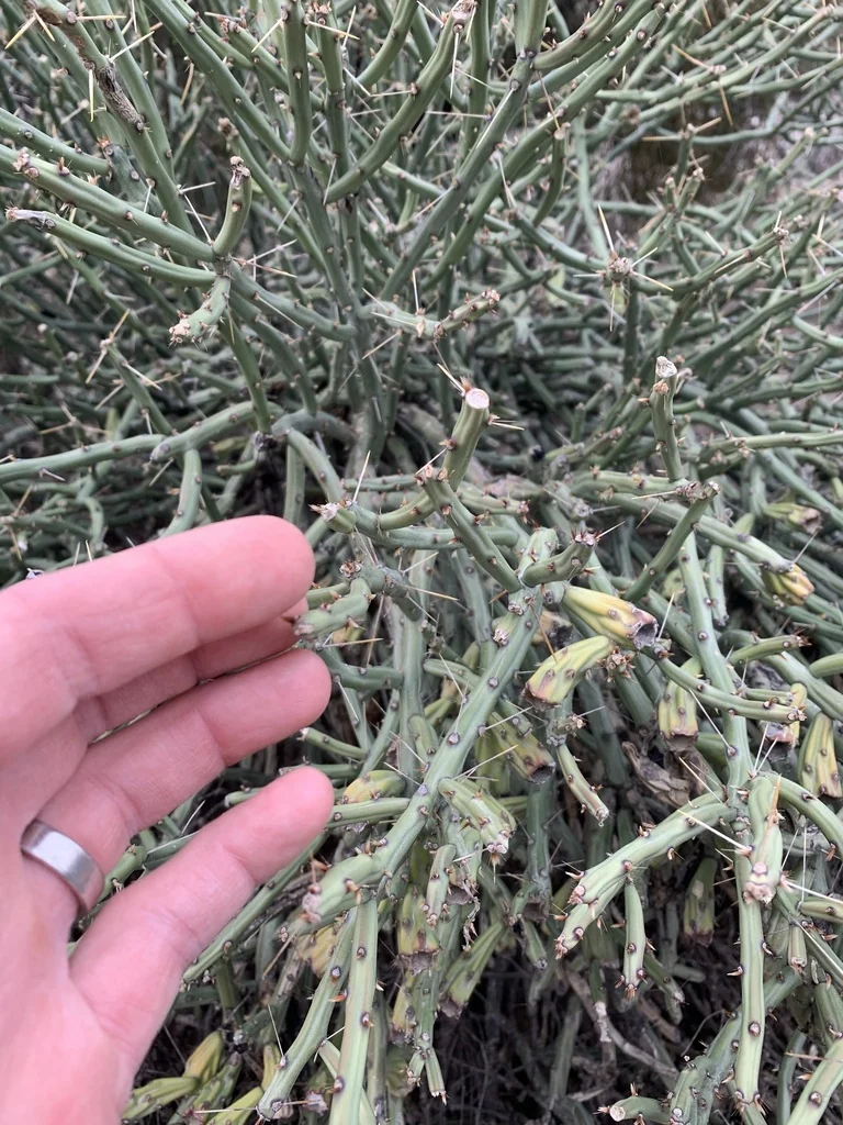 Cylindropuntia Arbuscula