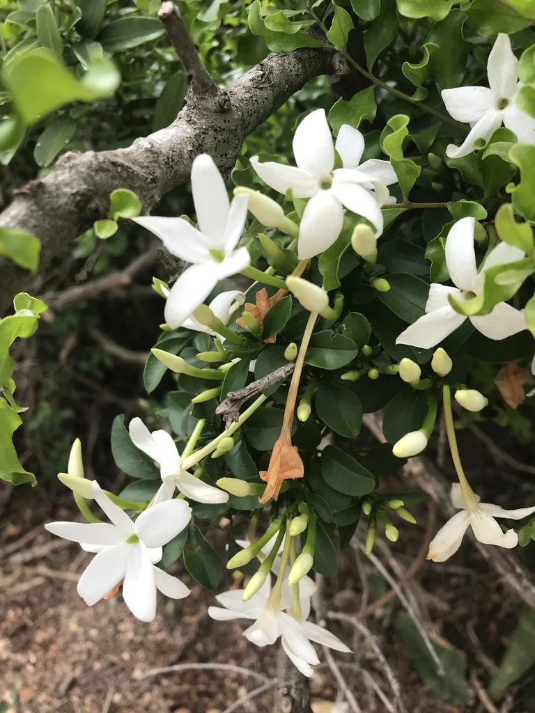 Jasminum Angulare