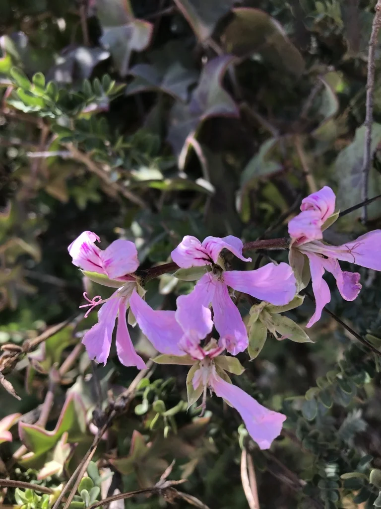 Pelargonium Peltatum