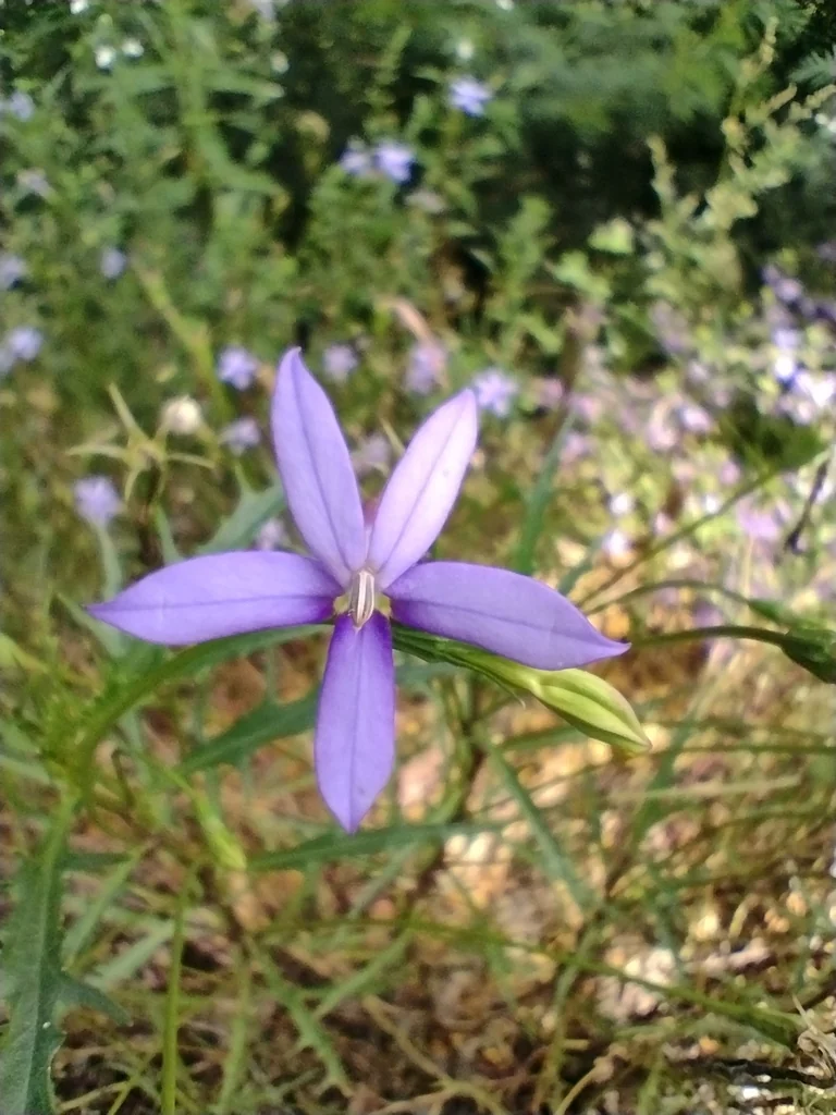 Isotoma axillaris