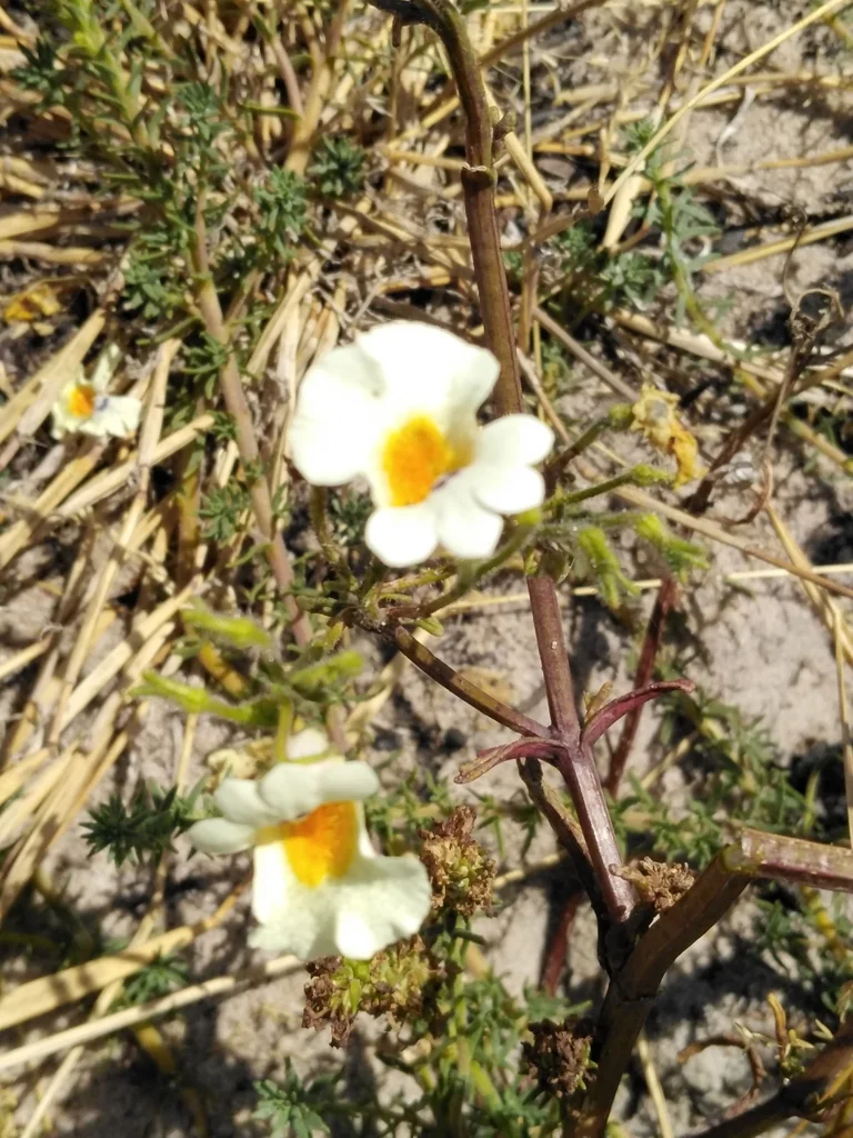 Nemesia Strumosa