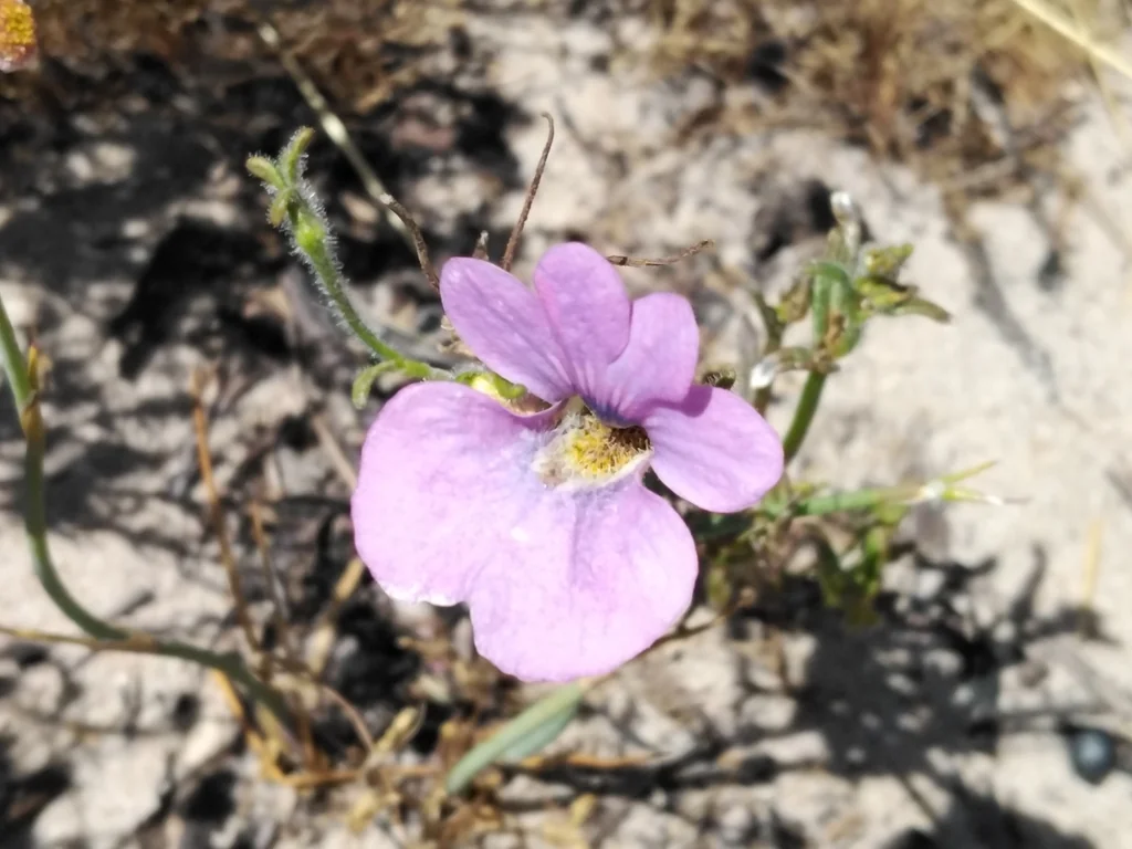 Nemesia Strumosa
