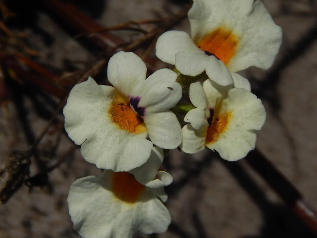 Nemesia Strumosa