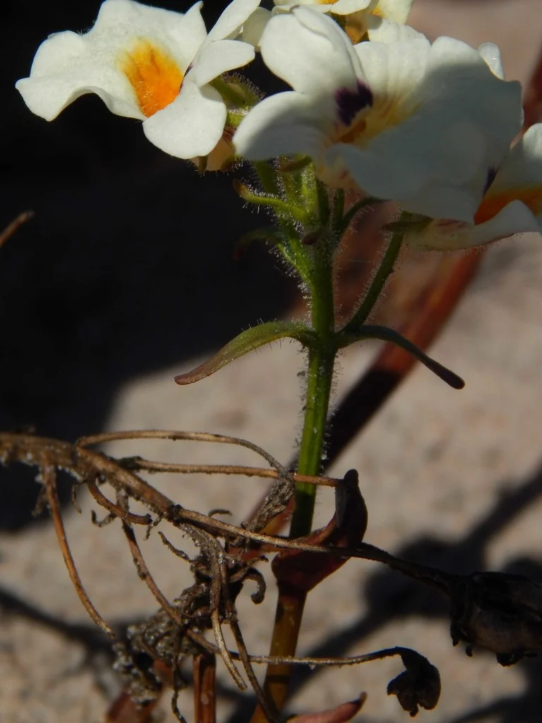 Nemesia Strumosa
