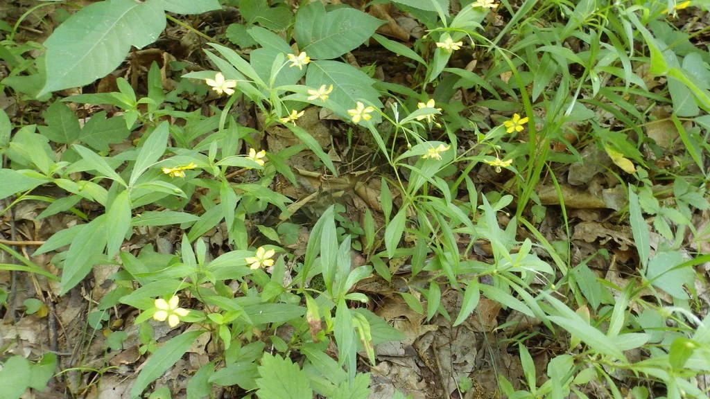 Lysimachia Lanceolata