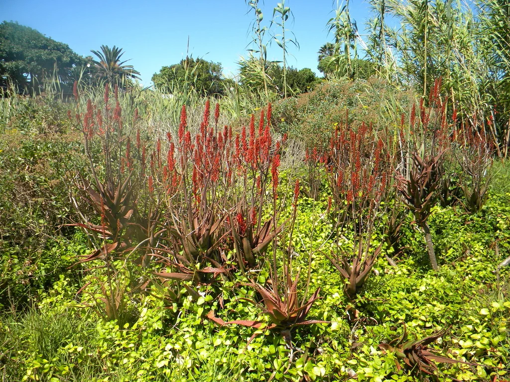Aloe Cameronii