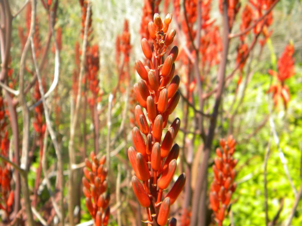 Aloe Cameronii