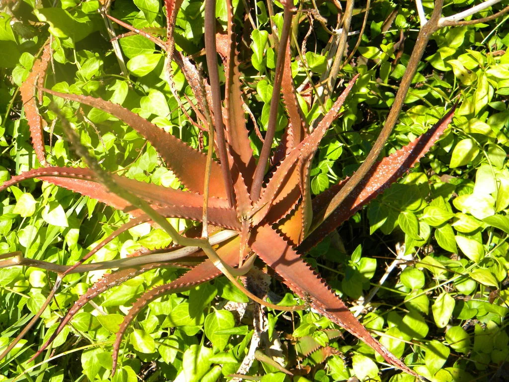 Aloe Cameronii