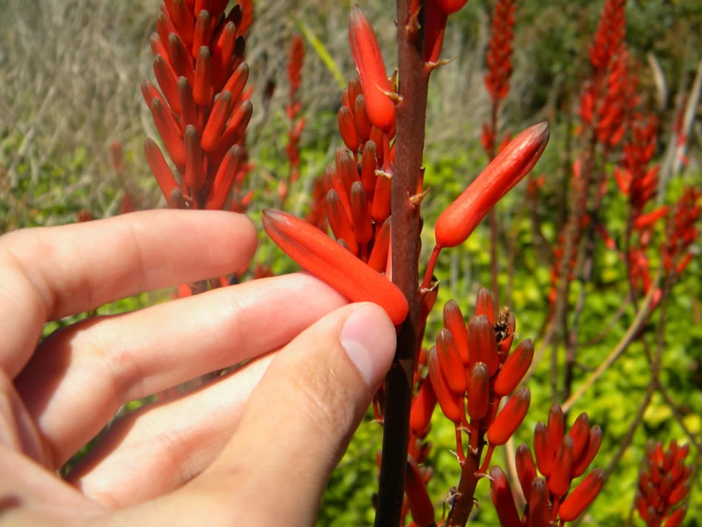 Aloe Cameronii